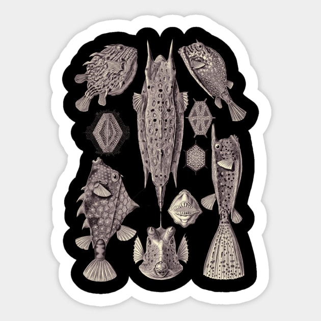 Ernst Haeckel Ostraciontes Fish Lavander Grey Sticker by Scientistudio